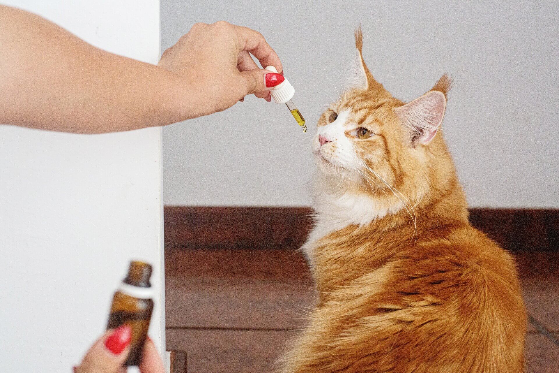 A cat is licking a person's hand while providing medicine.