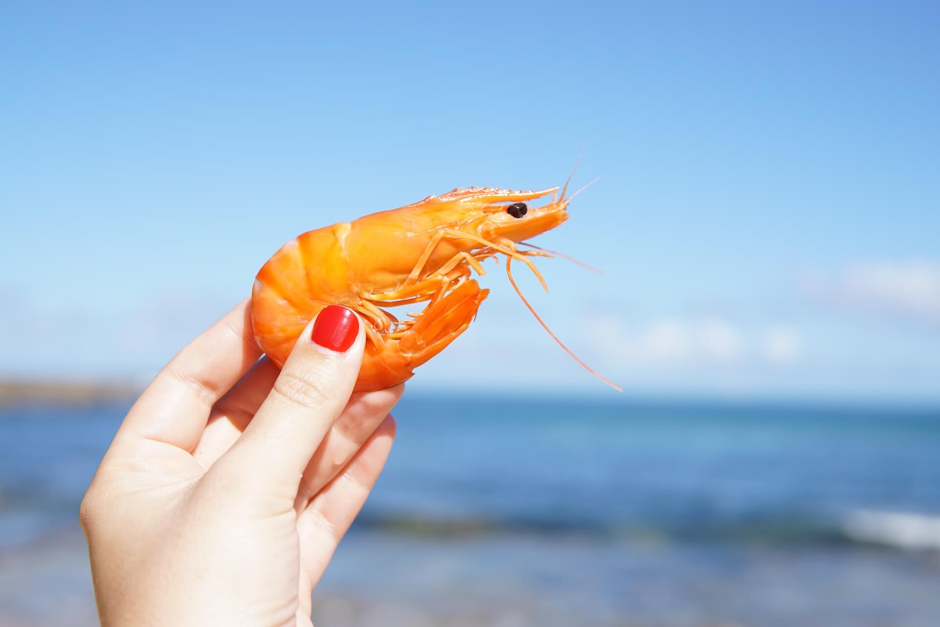 A hand holding a shrimp on a beach