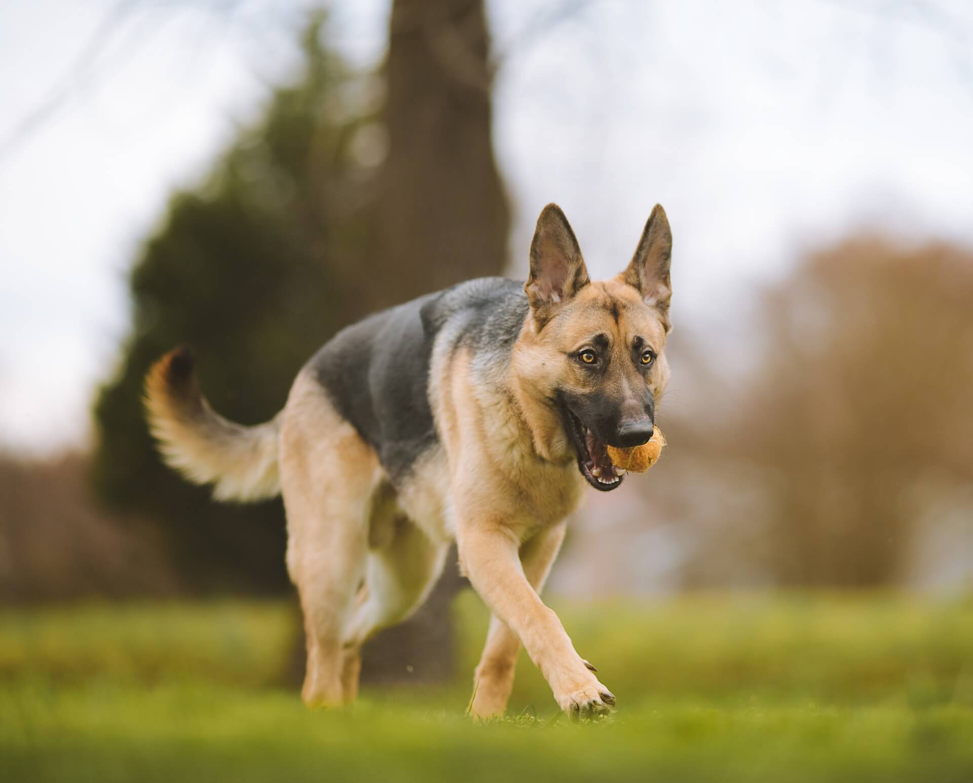German Shepherd running on glass with ball